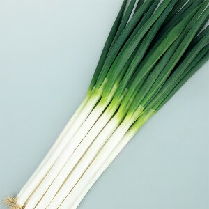 ~VIyTJ^̃^lz 1dl ylMQdiʌ[Jsjzyz