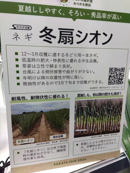 楽天市場】【メーカー直送】冬扇シオン【サカタのタネ】 コート6000粒 