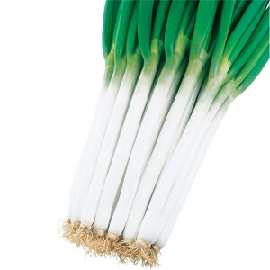 【メーカー直送】吉宗【武蔵野種苗園】 コート5000粒【ネギ参謀(埼玉県深谷市)】