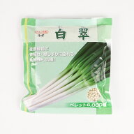 白翠（KAA-001）コート6000粒 カネコ種苗【ネギ参謀（埼玉県深谷市）】【送料無料】