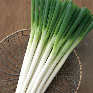 y[J[zĈꕶ y^LCcz R[g5000ylMQdiʌ[Jsjz