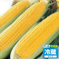 【深谷産】とうもろこしギフト ゴールドラッシュ 10本入り【産地直送 6月中旬〜6月下旬】【クール宅急便 …