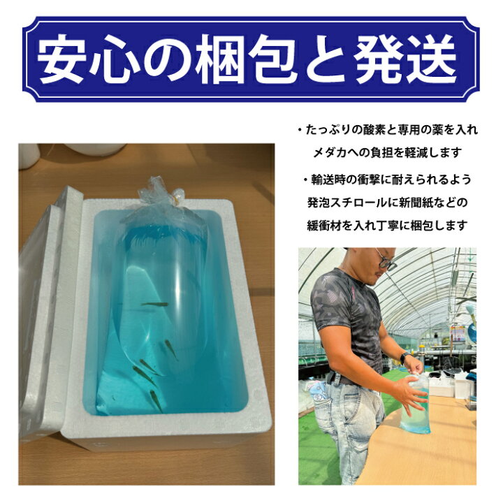 楽天市場】【1ペア】 スペード シルバータイプ 夢中めだか様血統 