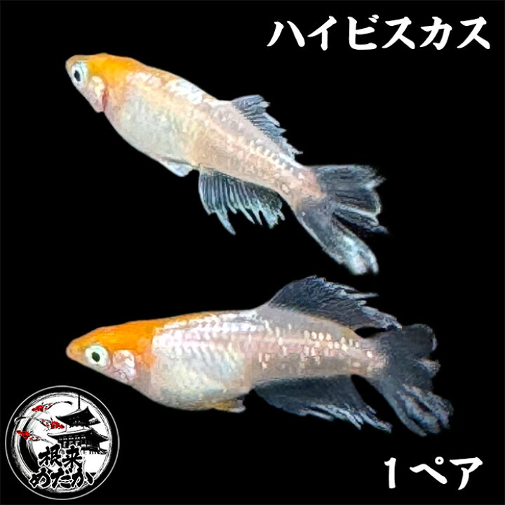 楽天市場】【1ペア】ハイビスカス 夢中めだか様血統 メダカ めだか 