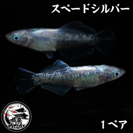 楽天市場】【1ペア】ハイビスカス 夢中めだか様血統 メダカ めだか 
