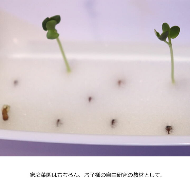 楽天市場 水耕栽培 水耕栽培用スポンジ 溝切タイプ 寝ごろ屋 楽天市場店