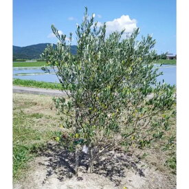 オリーヴの木 フラントイオ オリーブ 樹木 移植用