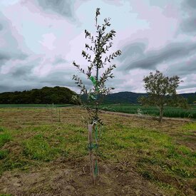オリーヴの木 フラントイオ 4年生 オリーブ 樹木 移植用