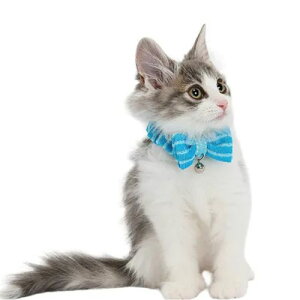 y[ցzCAT Amo.k A[NX Lbg@pCVV J[ sN bh u[ S M TCY Lp Z[teBobN 810089