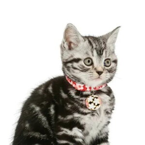 y[ցzCAT Amo.k A[NX Lbg@ J[ bh ubN S M TCY Lp Z[teBobN 810128