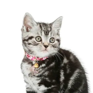 y[ցzCAT Amo.k A[NX Lbg@ o^tC J[ sN u[ S M TCY Lp Z[teBobN 810130