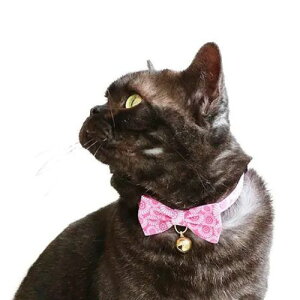 y[ցzCAT Amo.k A[NX Lbg@ e{ J[ sN bh u[ lCr[ S M TCY Lp Z[teBobN 810007