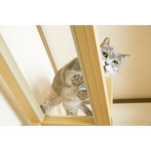 iLbg^[pjAN{[h@@@Lp@ j_tVFt @IvV ECO {@700~@5~@c220~