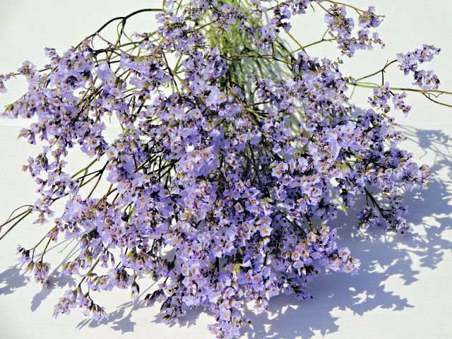 ドライフラワー花材 ｈｂスターチス 低価格化 キノラベンダー