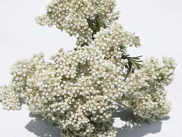 楽天市場 ドライフラワー花材 ライスフラワー 白 ドライフラワー工房ねこじゃらし