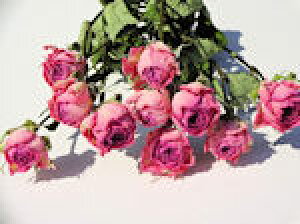 ドライフラワー スプレーの人気商品 通販 価格比較 価格 Com