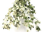 ドライフラワー花材 シルバーキャット 全国一律送料無料 情熱セール
