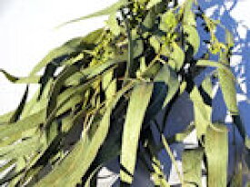 楽天市場 ドライフラワー ねこじゃらし ドライフラワー 花 観葉植物 花 ガーデン Diyの通販