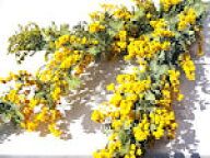 ドライフラワー花材　ミモザアカシア（国産）