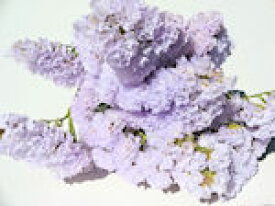 ドライフラワー花材　スターチス・シースルーホワイト