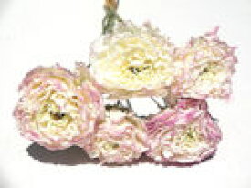 ドライフラワー花材　ラナンキュラス・白×ピンク