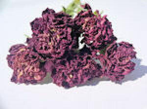 hCt[ԍށ@STJ[l[VEoCp[C