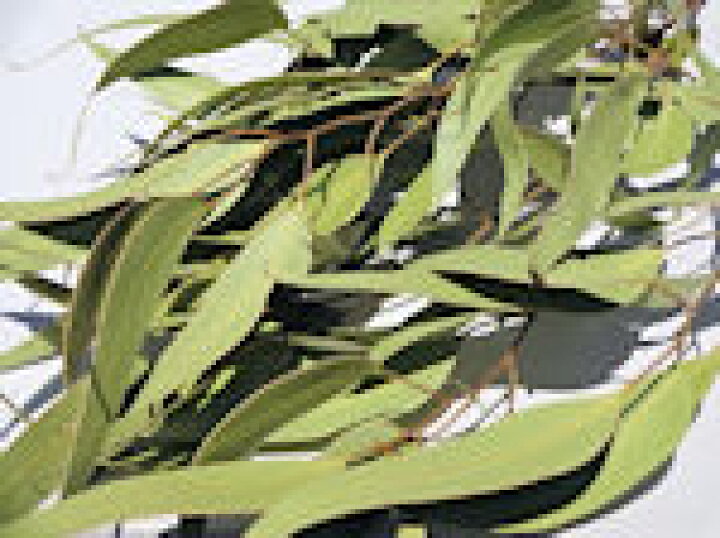 楽天市場 ドライフラワー花材 ユーカリ 長葉 ドライフラワー工房ねこじゃらし