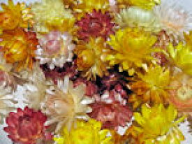 ドライフラワー花材　ヘリクリサム・ヘッド（100個入り）