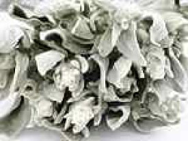 楽天市場 ラムズイヤー ドライフラワーの通販