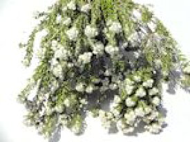 楽天市場 フィリカ 花 観葉植物 花 ガーデン Diy の通販