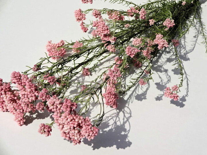 楽天市場 ドライフラワー花材 ライスフラワー ピンク ドライフラワー工房ねこじゃらし