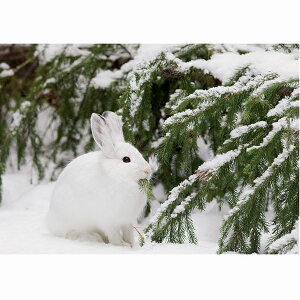 yVGENuz̃NX}XJ[h@̒̔