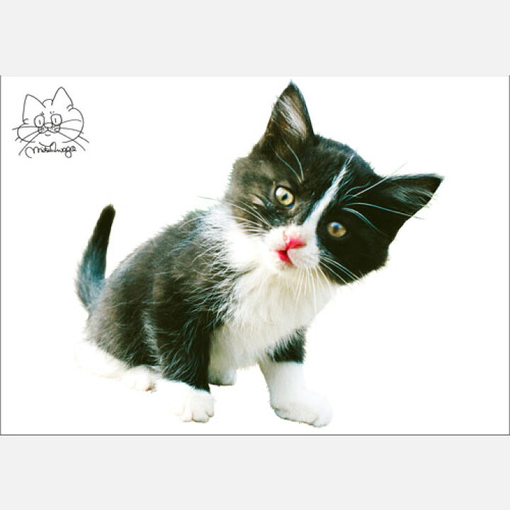 楽天市場 岩合光昭のウォールステッカー 猫06 猫グッズmimikobo