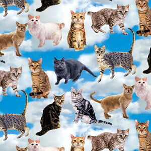 Ln@nora.@fCh[Lbg@i50cmPʁj