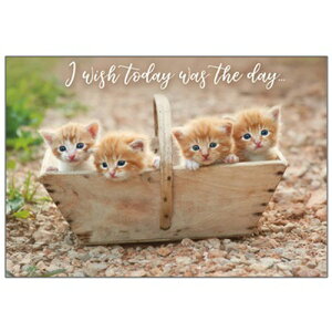 y}fCEzL̃~X[J[h@LgoXPbg