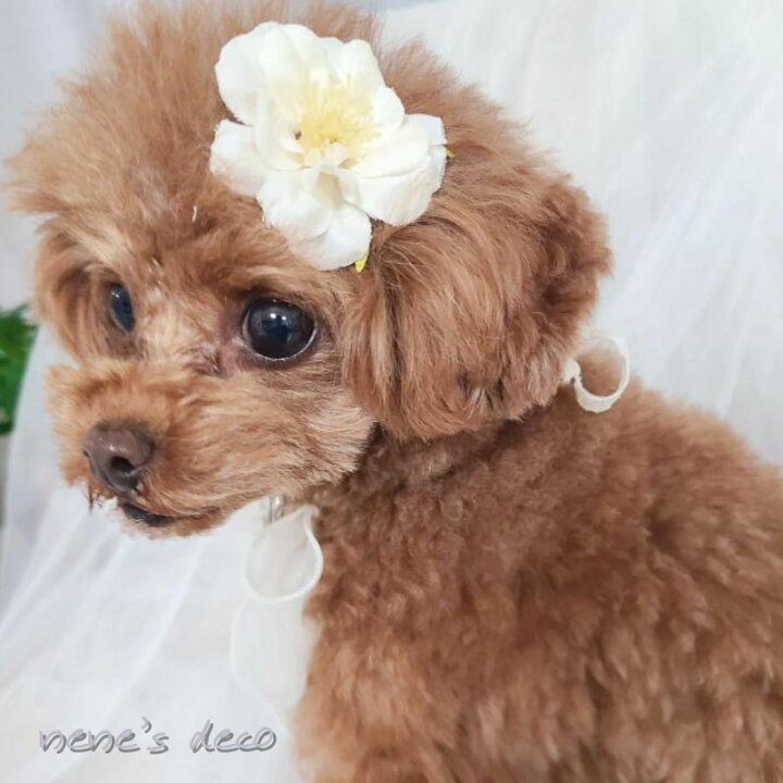 楽天市場】犬 帽子 ヘアアクセ 花 桜 犬服 飾り ぱっちん 小型犬 超 