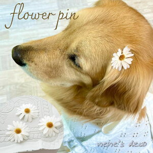  { ԁyuuȂhCfCW[t[R[szdog cat ANZT[  Ck { R[^ pb` wAs ς ^ ^ ` }`[Y M