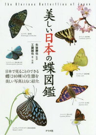楽天市場 蝶 図鑑の通販