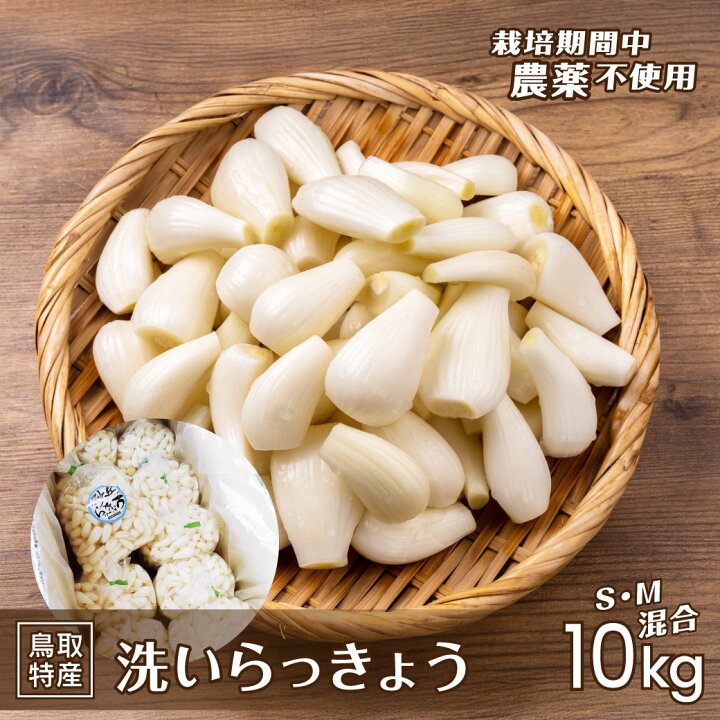 楽天市場】【5月下旬発送】 洗い 北条砂丘 らっきょう 10kg 栽培期間中 