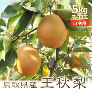  y11{oׁz 󂠂 H 5kg 7`12ʓ  挧Y イ p Yn ikCEj