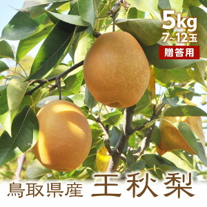  y11{oׁz p H 5kg 7`12ʓ  挧Y イ Mtg Yn ikCEj