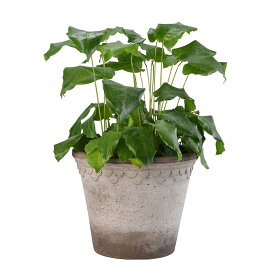 Bergs Potter 植木鉢 Copenhagen グレー φ21cm 受け皿付き 素焼き 底穴あり バーグスポッター コペンハーゲン 北欧 かわいい おしゃれ プランター 鉢 フラワーポット 観葉植物 室内 丸型 ガーデニング 陶器鉢 デンマーク nest