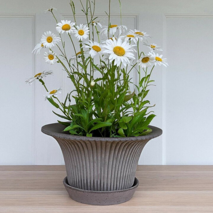 楽天市場】Bergs Potter 植木鉢 Daisy グレー φ25cm 受け皿付き 素焼き  