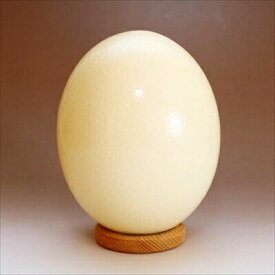 国産 ダチョウの卵 食用 小（約1.3kg）冷蔵 （沖縄・離島配送不可）11月から3月は休卵期なので希少 オーストリッチ たまご エッグ だちょうの卵 調理
