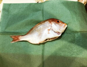 O[p[` 4؂ 508×381mm 500 ikCEE͔zsj ޗ΂̎ n ϐ ώ ނ  Ö{ 