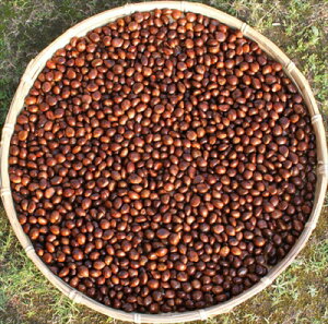 т  啪Y 500g }Ⓚi ⓀIɏi i͔zsj r f