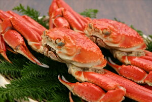 킢I p i500g×2tj Ⓚ YC Jj Mtg gift ̓ ̓ 䒆 Ε a v[g