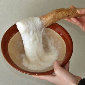 山形県産 雪国育ちの 自然薯 生芋 1kg