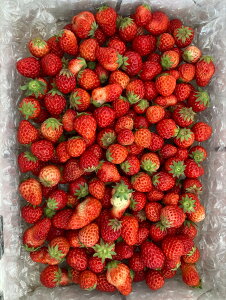 Ԍ  gق  1kg ① ir؂ꂲe͂j iEzsj Hp C`S  ׂɂق xjzby W Mtg gift ̓ ̓ 䒆