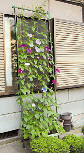 rj[ ΂̃J[e i|^Cvj 80cm×2.4m